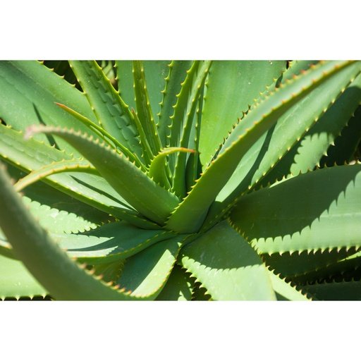 AloeBoost Plant Tonic - Holistic Hydroponics